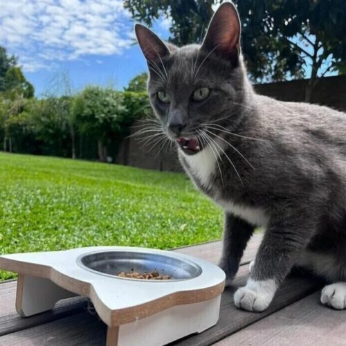 Comedero Gato Simple