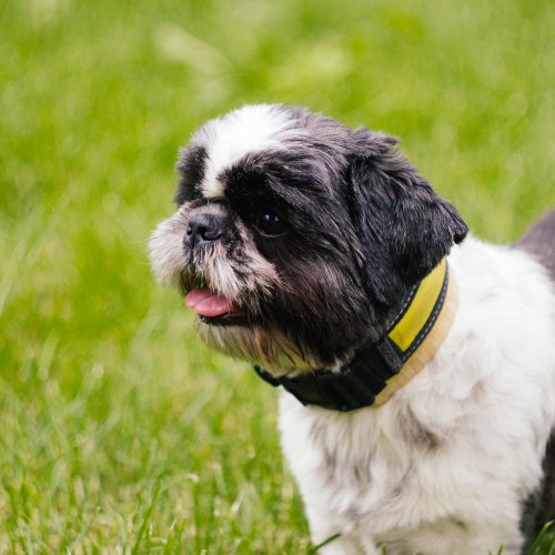 Alternative view of Dermapet Shampoo Texturizador