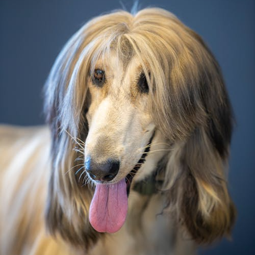 Alternative view of Dermapet Acondicionador Reconstituyente