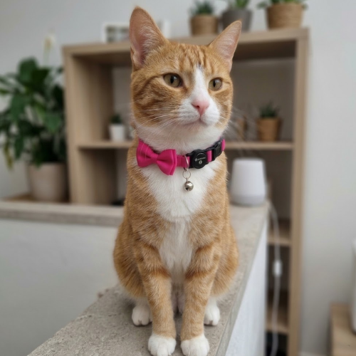 Alternative view of Collar para Gato Flamingo con Moño y Cascabel
