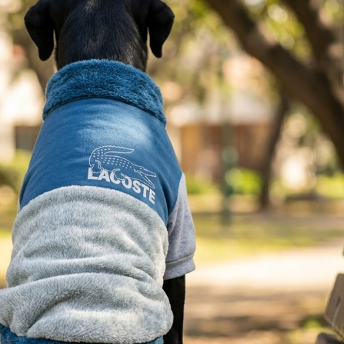 POLERA LACOSTE GRIS Y AZUL