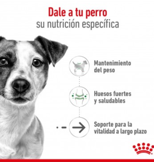 Royal Canin Mini Ageing 12+ 3kg - Imagen 3